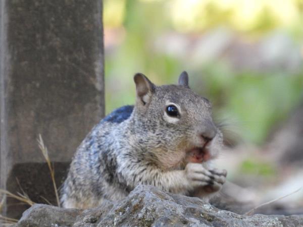 /Images/uploads/Sonoma County Regional Parks Foundation/springlake50/entries/28888thumb.jpg